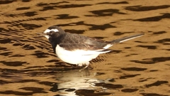 DSCN3725：セグロセキレイ