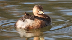 DSCN6138：カイツブリ