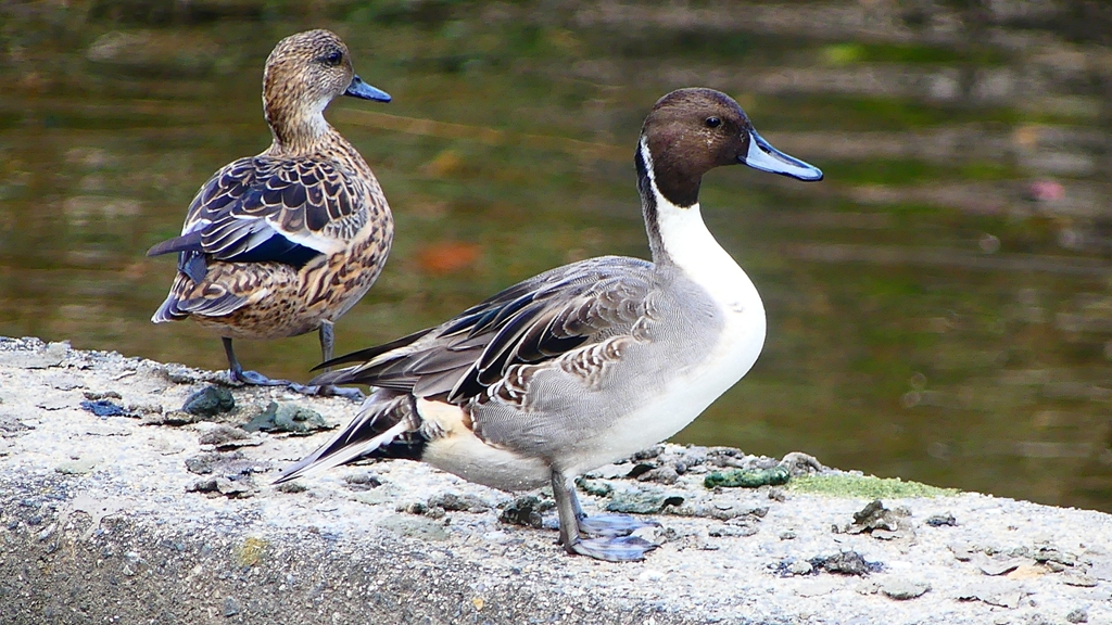 P2400076：オナガガモ（オス）