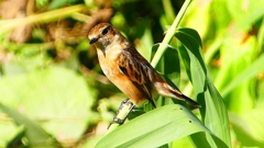 P2300306：ノビタキ