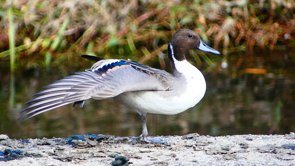 P2400013：オナガガモ（オス）