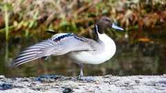 P2400013：オナガガモ（オス）