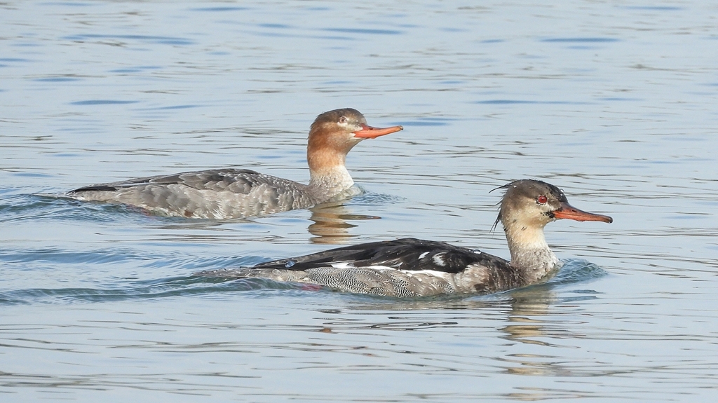 DSCN4480：ウミアイサ