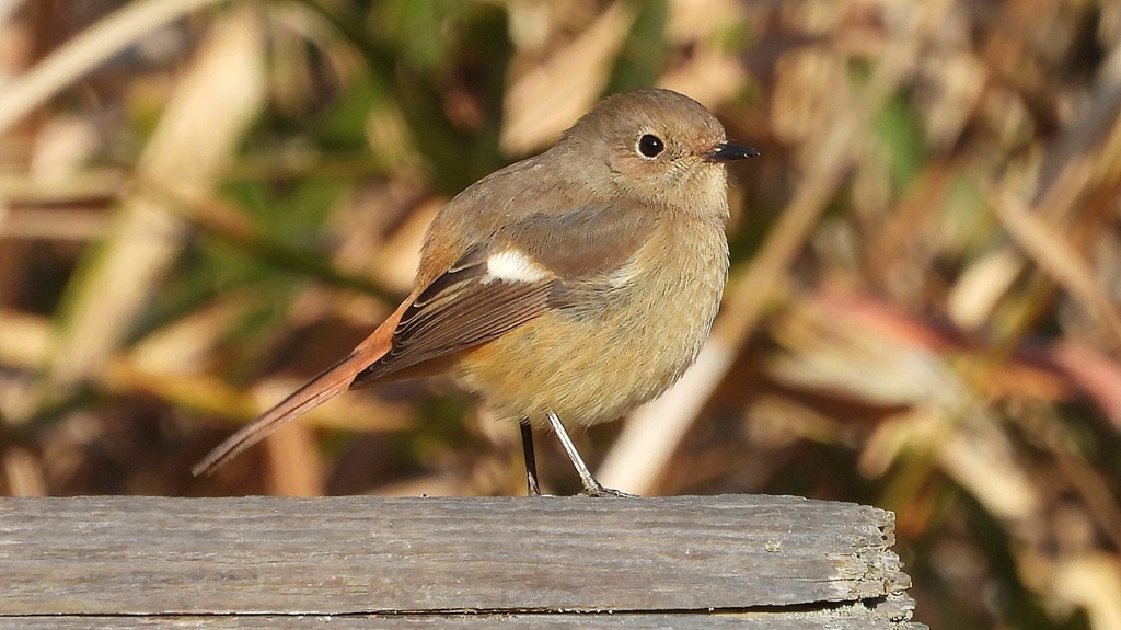 DSCN8111：ジョウビタキ（メス）