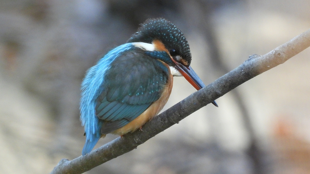 DSCN7957：カワセミ（メス）