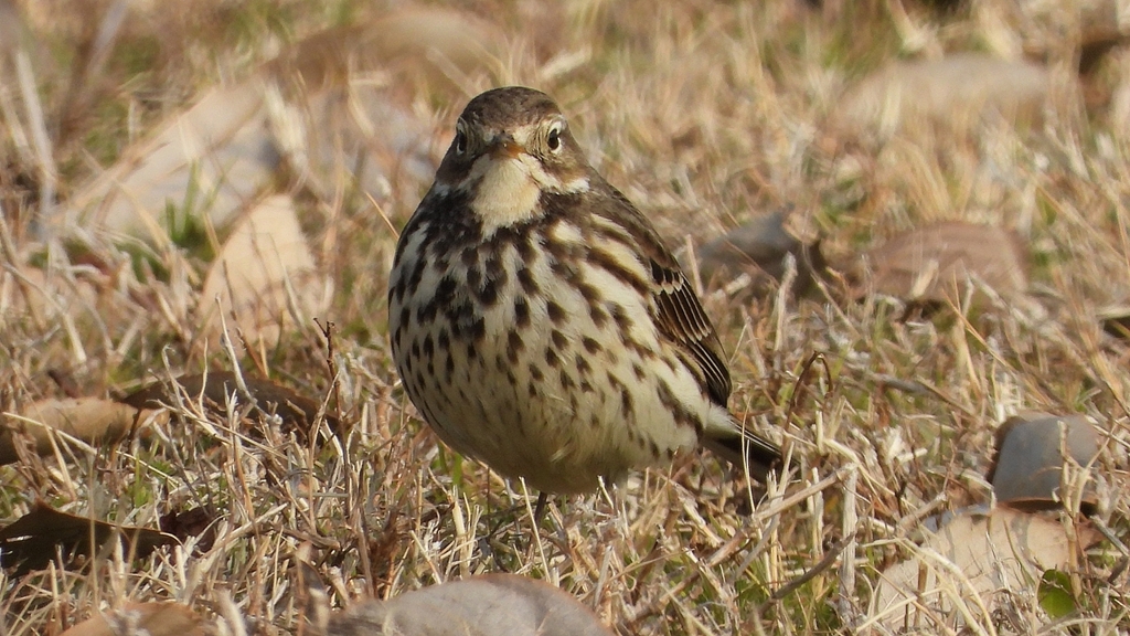 DSCN7560：タヒバリ