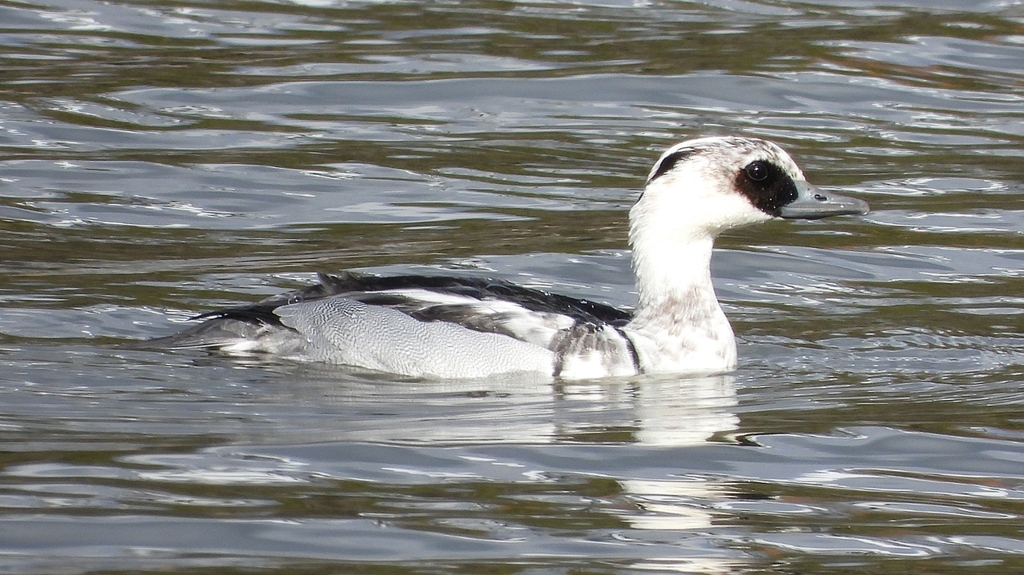 DSCN0294：ミコアイサ（オス）