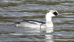 DSCN0294：ミコアイサ（オス）