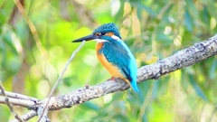 P2320850：カワセミ