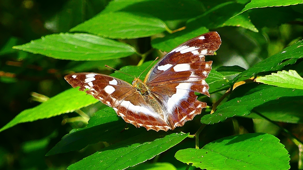 P2260493：メスグロヒョウモン