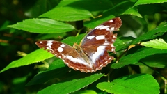 P2260493:メスグロヒョウモン P2260493:メスグロヒョウモン