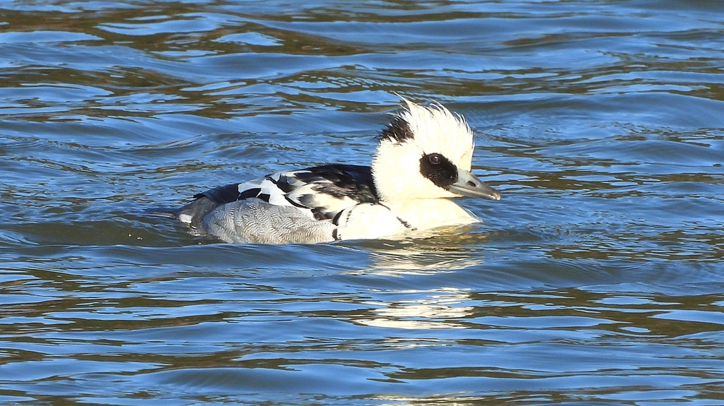 DSCN7073：ミコアイサ（オス）