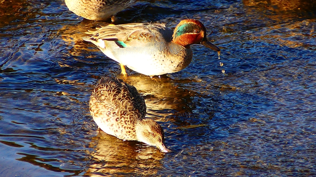 P2400214：コガモ