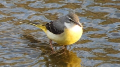 DSCN3572：キセキレイ