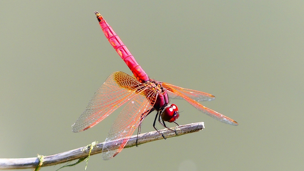 P2300688：ベニトンボ（オス）