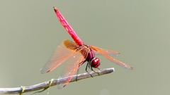 P2300688：ベニトンボ（オス）