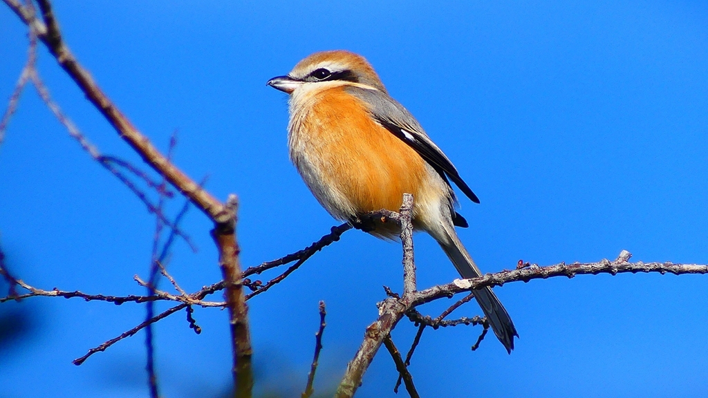 P2360632：モズ（オス）