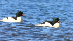 DSCN5832：カワアイサ