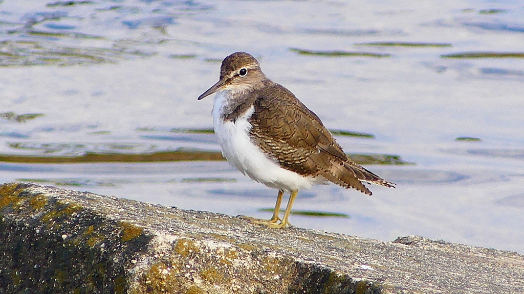 P2360687：イソシギ