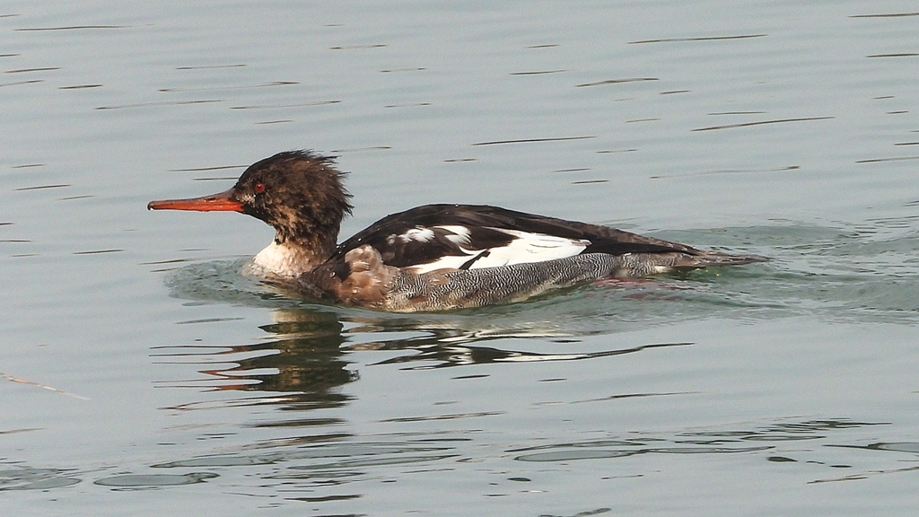 DSCN7324：ウミアイサ