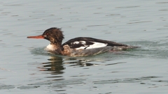 DSCN7324：ウミアイサ