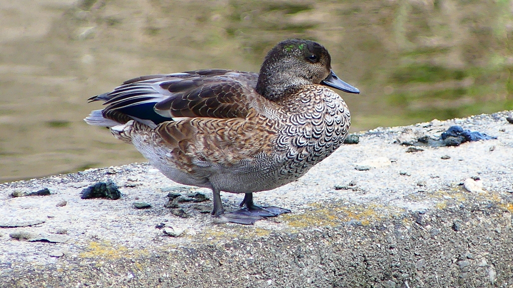 P2350155：ヨシガモ