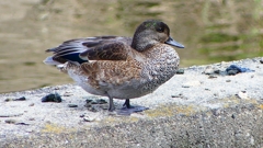 P2350155：ヨシガモ