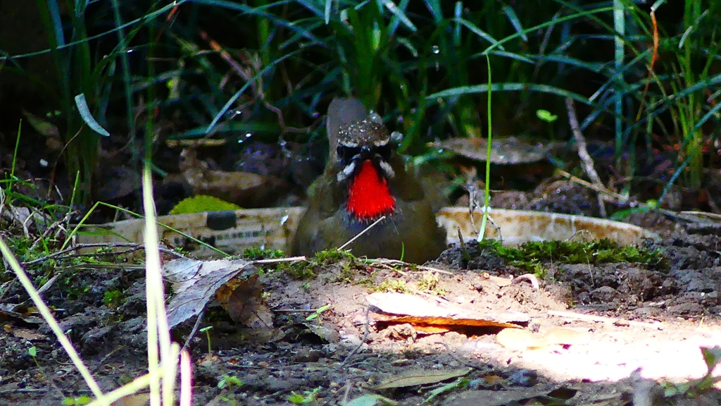 P2310559：ノゴマ（オス