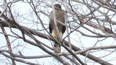 DSCN1750：ハイタカ