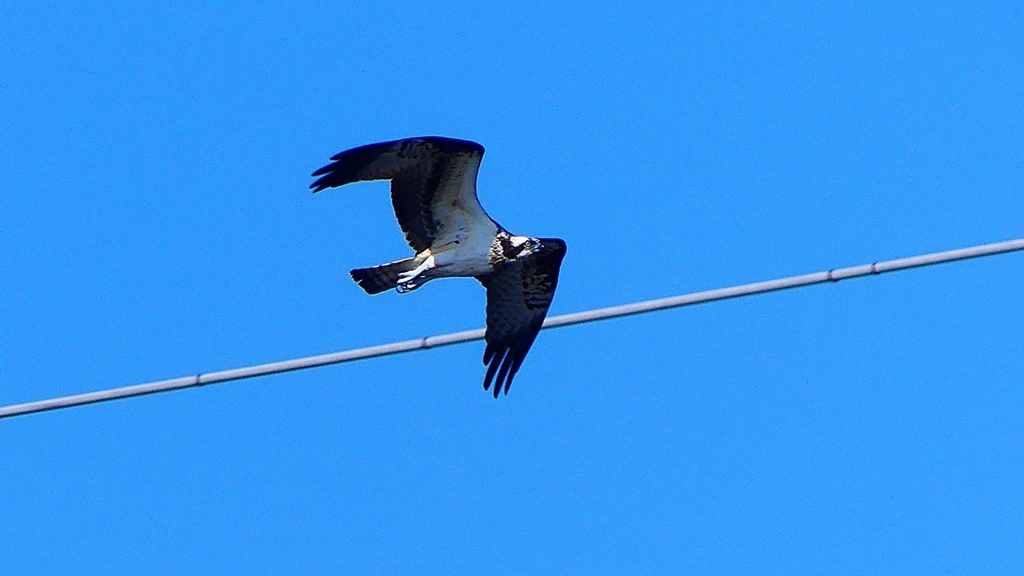P2270449：飛ぶミサゴ