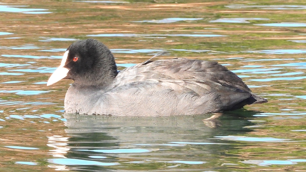 DSCN8288：オオバン