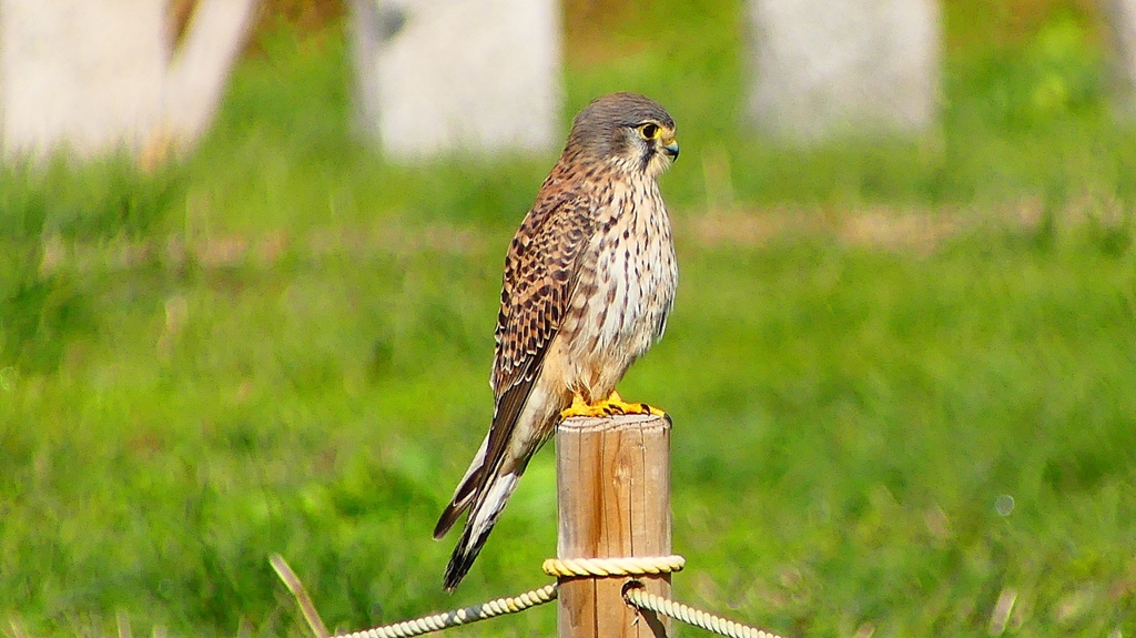 P2340455：チョウゲンボウ