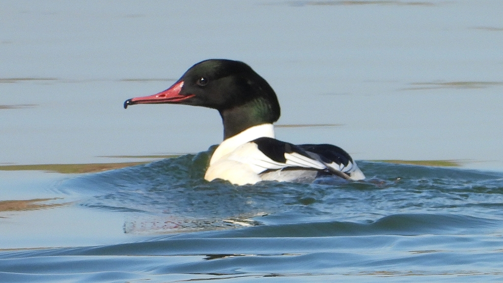 DSCN6871：カワアイサ