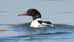 DSCN6871：カワアイサ