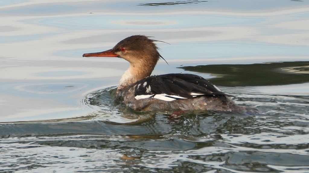 DSCN3213：ウミアイサ（オス）