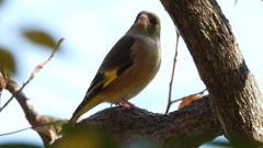 DSCN6295：カワラヒワ