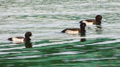 P2350373：キンクロハジロ