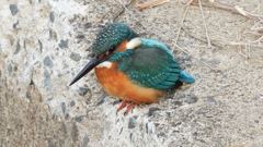 DSCN0583：カワセミ（オス）