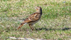 P2320668：ヒバリ