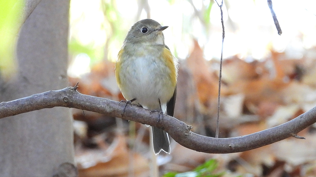 DSCN7085：ルリビタキ（メスタイプ）