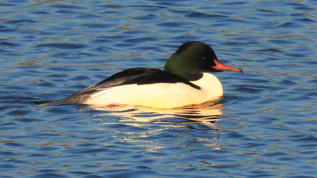 DSCN6359：カワアイサ