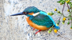 P2410224：カワセミ（オス）