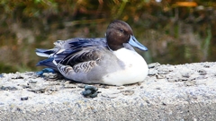 P2390850：オナガガモ（オス）