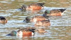 DSCN6106：ハシビロガモ