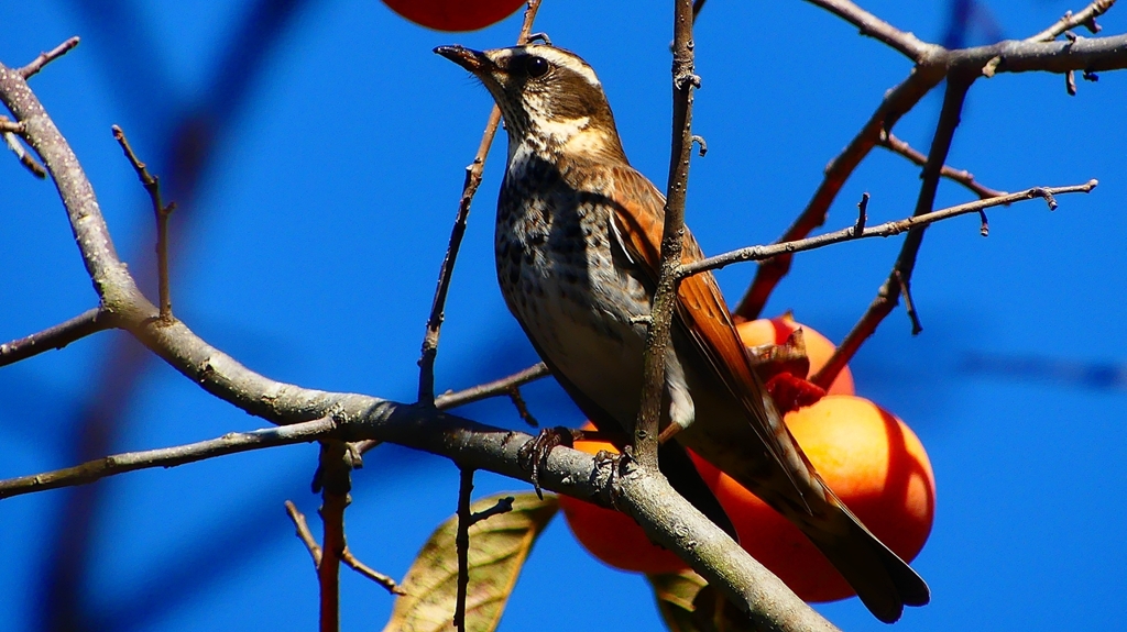 P2370804：ツグミ