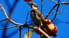 P2370804：ツグミ