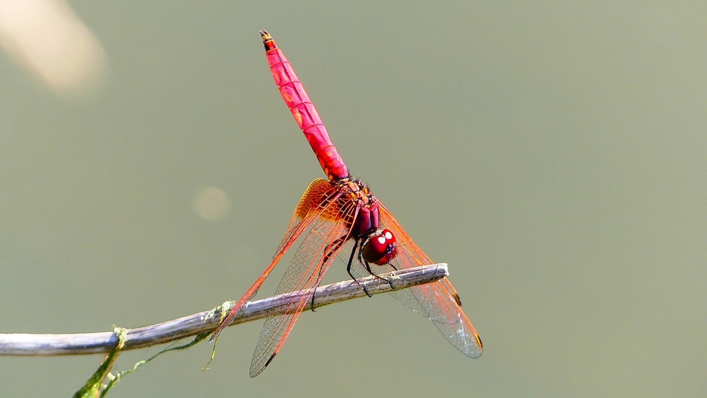 P2300704：ベニトンボ（オス）