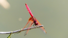 P2300704：ベニトンボ（オス）