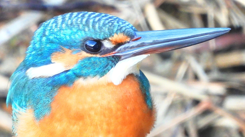 DSCN5153：カワセミ（オス）