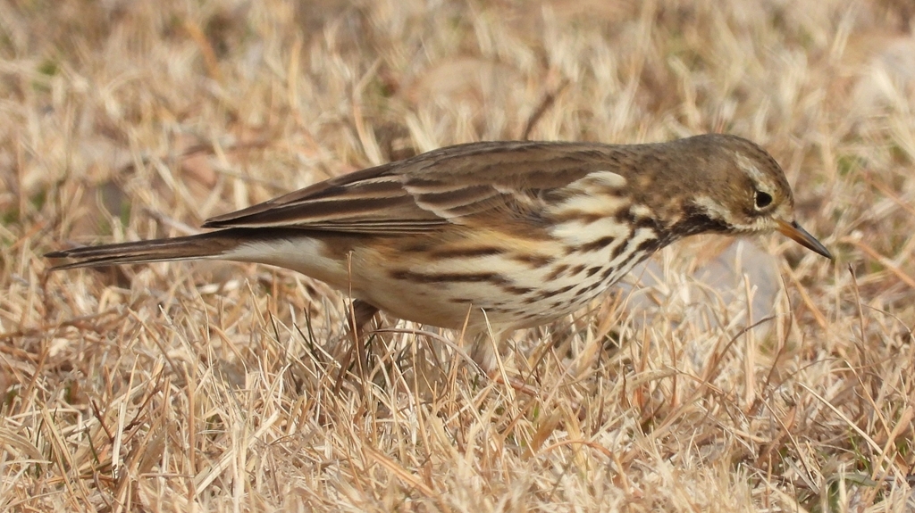 DSCN7590：タヒバリ